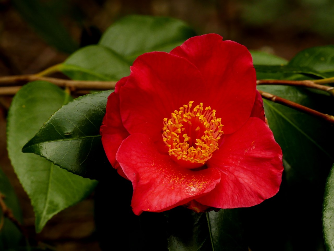 C. japonica 'Jupiter' AGM